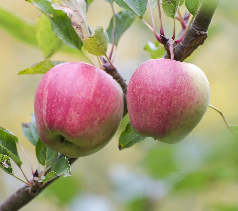 Apple - mari(´- `*) Honeycrisp™ Apple, Malus x 'MN 1711', Monrovia Plant